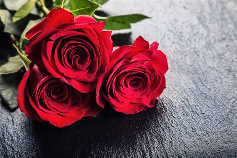 Hd Pictures Red Roses Border