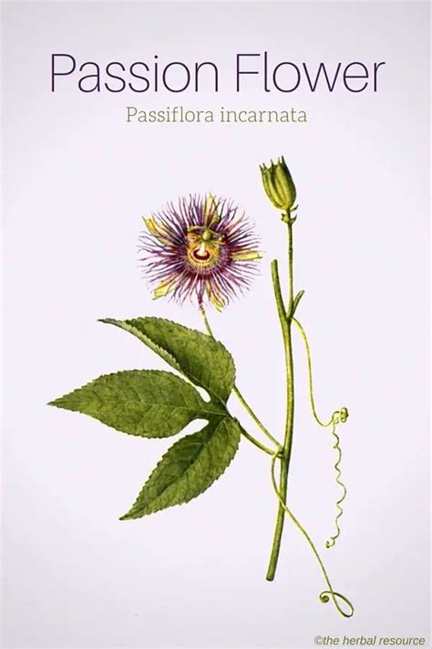 Passion Flower Herb Uses Side Effects And Benefits