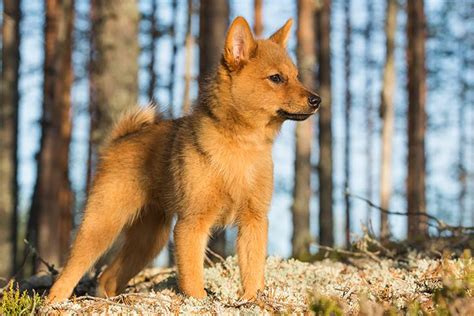 Finnish Spitz Puppies For Sale