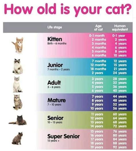 How Much To Feed A Cat Calculator Gegu Pet