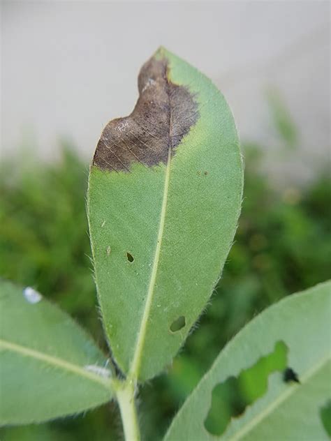 How To Deal With Bacterial Blight In Your Garden