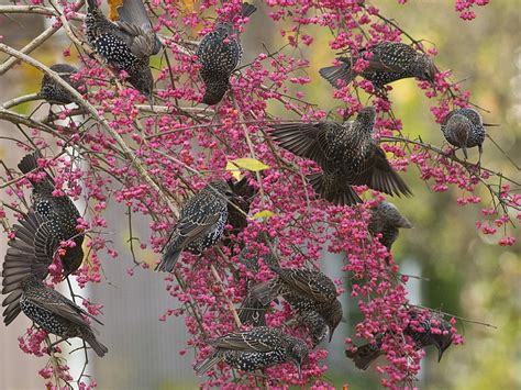 Birds Branches Berries Tree Starlings Hd Wallpaper Wallpaperbetter