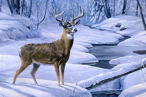 3840x2160px Free Download Hd Wallpaper Brown Deer On Snow