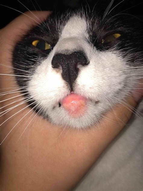 My Cats Bottom Lip Is Inflamed Its Extremely Red Swollen Puss Is