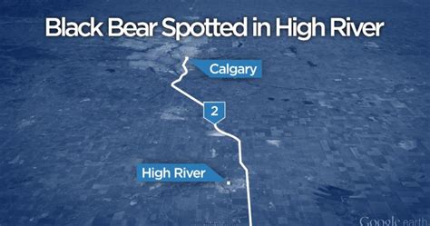 Black Bear Spotted In High River Globalnewsca