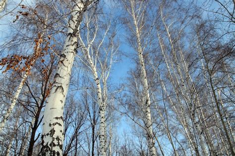 Premium Photo Tops Of Bare Birch Trees