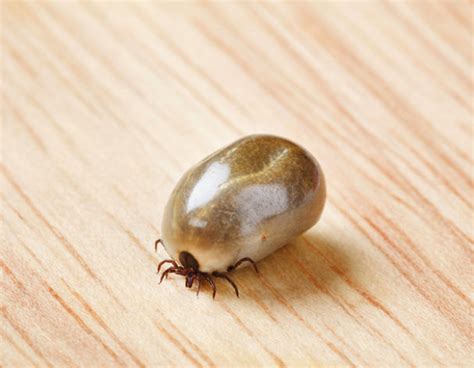 Tick Bite Tale From The Er Doctor There S A Seed Attached To Me University Health News