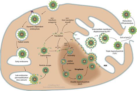 This will make them less likely to get it. Rotavirus ~ ViralZone page