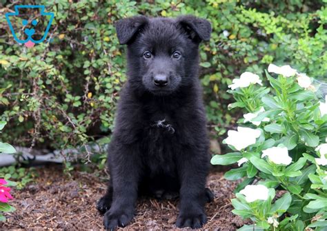 Black German Shepherd Puppies Illinois Grouptomly Dogs With Images