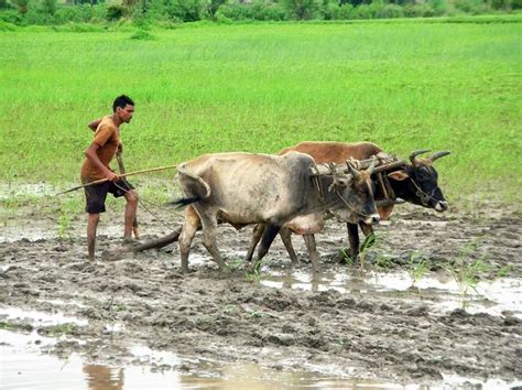 Farmer Ploughing Field Near Sanchi Madhya Pradesh India