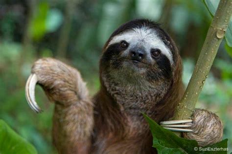 Why Do Sloths Move So Slow The Sloth Conservation Foundation Sloth
