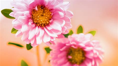 We did not find results for: Pink Floral Wallpapers | HD Wallpapers | ID #11088