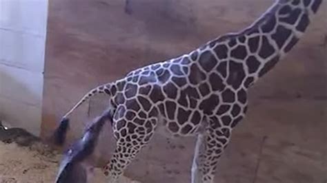 April The Giraffe Finally Gives Birth And Its Gnarly Video