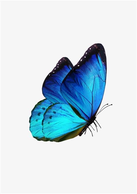 Butterfly, Butterfly Clipart, Blue, Fly PNG Transparent Clipart Image and PSD File for