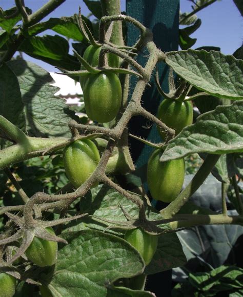 Juliet hybrid tomato seeds grow as early season summer annuals. Our Favorite Tomato Varieties: Hybrids | Espoma