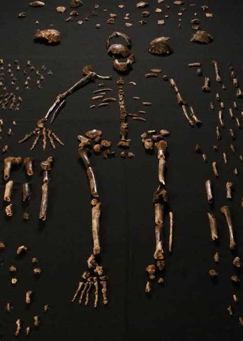 Aus einer höhle in südafrika hinein in den stammbaum des menschen. Skeptic » Reading Room » Paleoanthropology Wars: The discovery of Homo naledi has generated ...
