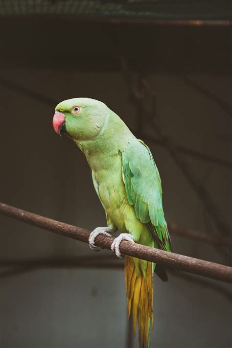 View Green Parrot Images Imgpngmotive