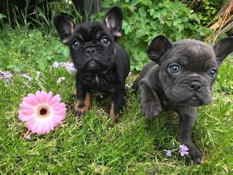 French x english Bulldogs available | in Hove, East Sussex | Gumtree