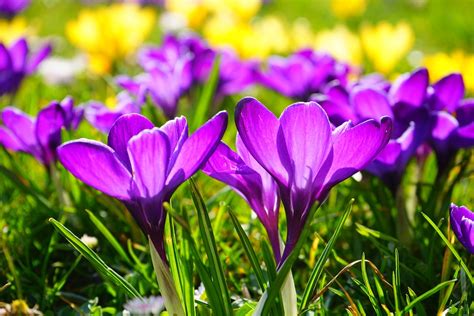 Crocus Flower Spring · Free Photo On Pixabay