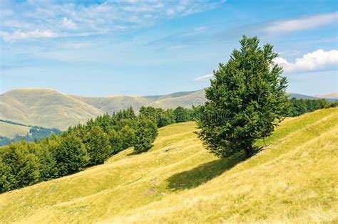 One Tree On The Meadow In High Mountain Landscape Stock Image Image