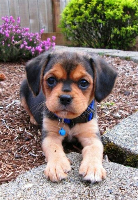 Pin By Candice Ulbricht On Super Cute Animals Love Them Puggle