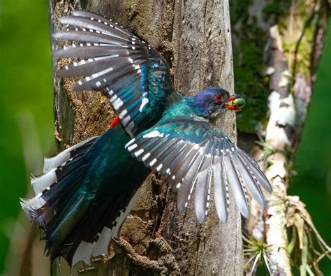 15 Razones Por Las Que Nunca Deberías Visitar Cuba Bird Bird Species