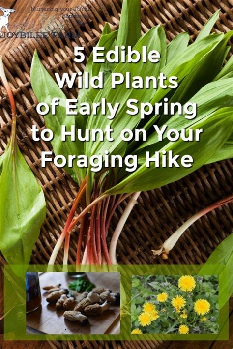 5 Edible Wild Plants Of Early Spring To Hunt On Your Foraging Hike Wild