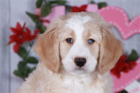 Puppy Photo Gallery: Find your Perfect Puppy