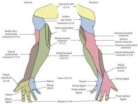 Functional Anatomy Of The Upper Limb Flashcards Quizlet