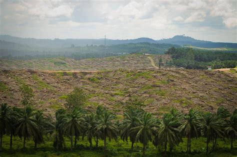 Large Scale Agriculture Major Contributor Of Malaysias Deforestation