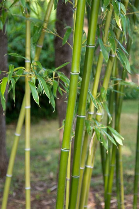 Bamboo Care Bamboo Satori