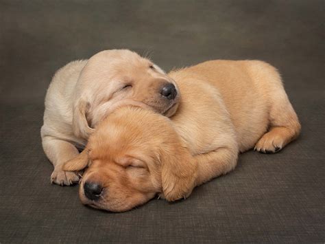 Photographing Labrador Puppies In The Studio Fast Asleep And Cuddling