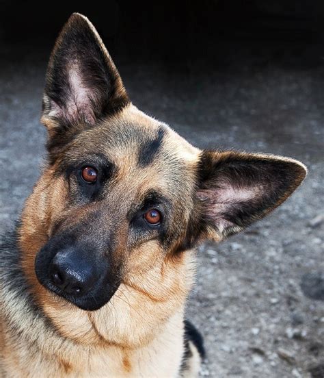 16 Reasons German Shepherds Are Not The Friendly Dogs Everyone Says
