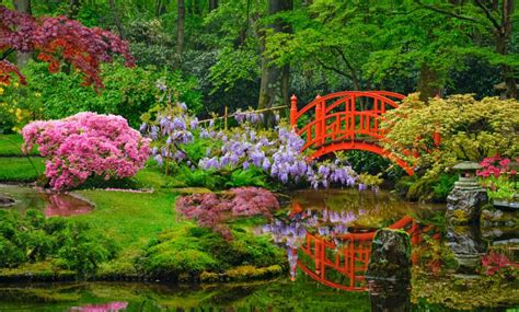The Perfect Japanese Garden: Making the Most of Moss - Safe Climate