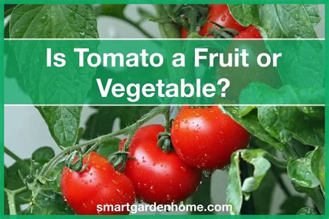 Is Tomato A Fruit Or Vegetable Smart Garden And Home