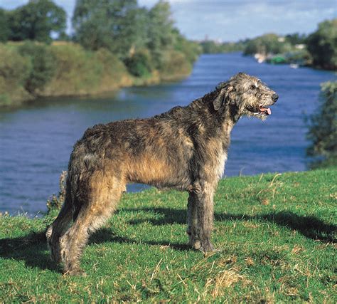 Irish Wolfhound Dog Near The Water Photo And Wallpaper Beautiful Irish