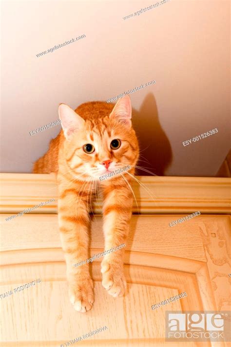 Ginger Tabby Cat Stock Photo Picture And Low Budget Royalty Free