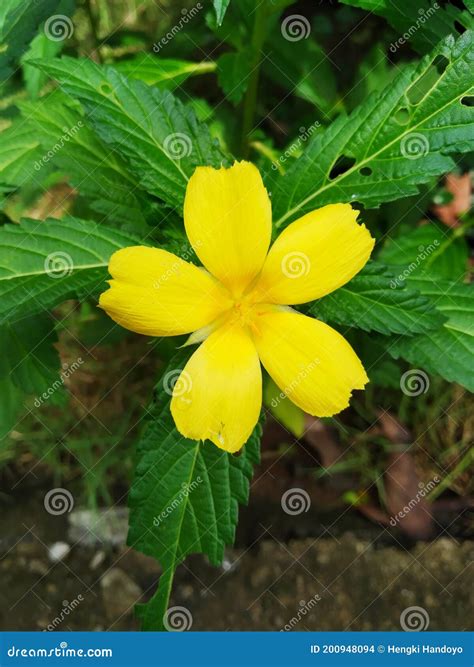 The Yellow Tread Flower Of The Dove Looks Bright Stock Photo Image Of