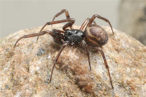Small Male Spider With Brown Abdomen And Shiny Black Cephalothorax