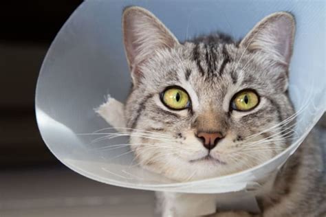 Male Cat Before And After Neutering Behavior And Recovery