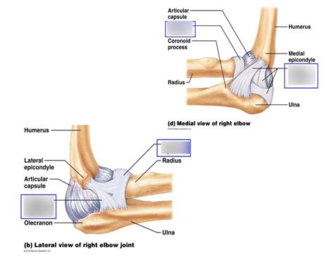 Lab 9 Ligaments Of Elbow Joints Diagram Quizlet