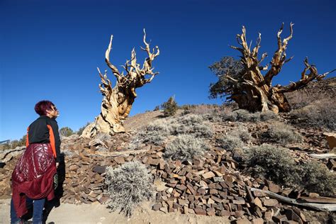 ‘methuselah Bristlecone Pine May No Longer Be Worlds Oldest Tree