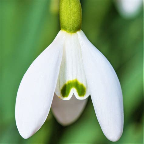 Galanthus Common Snowdrop Nivalis Easy To Grow Bulbs