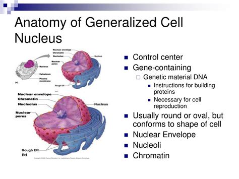 Ppt Cells And Tissue Powerpoint Presentation Free Download Id2782244