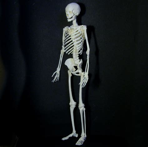 3d Printable Human Skeleton By Dario Baldi
