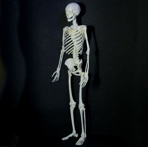 Find out more about olympic skeleton, including videos, images, facts and interviews with olympic champions and athletes. 3D Printable Human skeleton by Dario Baldi