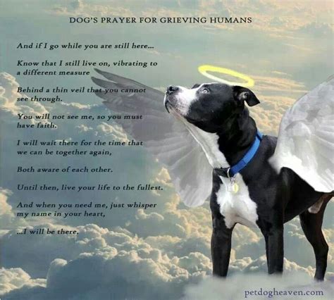 If you have children, explain what's happening in advance to help them prepare for the loss of their friend. Dog's prayer for grieving humans | Dog heaven, Pet grief