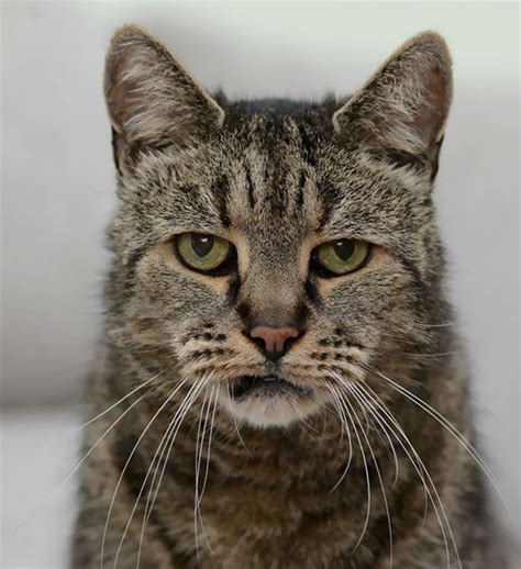 Nevertheless, a number of studies have investigated the matter and have come up with noteworthy estimates. World's Oldest Cat Is 31 And Still Has Many Lives Left ...