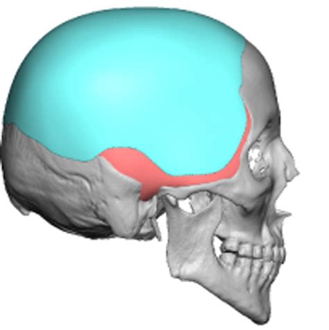 Faqs Aesthetic Skull Reshaping Surgery Dr Barry L Eppley