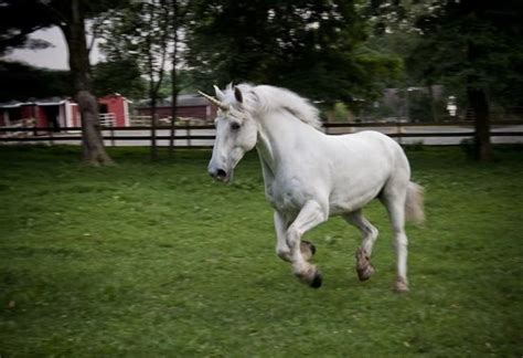 Syreny żyją w jeziorze, w innych zbiornikach wodnych lub na drzewach, są te żyjące na polach, tak zwane syreny polowe. Czy istnieją jednorożce ? - Zapytaj.onet.pl